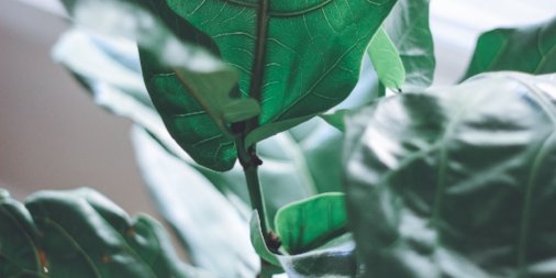 caesurabk's tweet photo. Creating a little indoor garden? Decorate w/ these plants to bring some greenery into your space at #caesurabk. Read more in our recent blog 🌿https://t.co/UMZPocqimx https://t.co/6Csuruzuhd