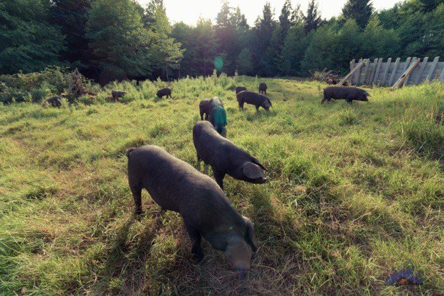 We are showcasing free-range, heritage breed pork this weekend from Five Sisters farm on Vancouver Island. The devotion to quality and ethical practices displayed by this small family farm is top notch. Always happy to work with them! <a href="/OyamaSausage/">Oyama Sausage</a> <a href="/granville_isle/">Granville Island</a>