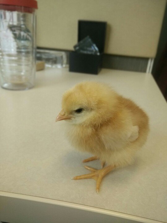 dragonhughdown's tweet photo. Coworker brought in chicks! So cute. #chiprthedayaway #noworkgettingdone https://t.co/nVnhRxcHHk