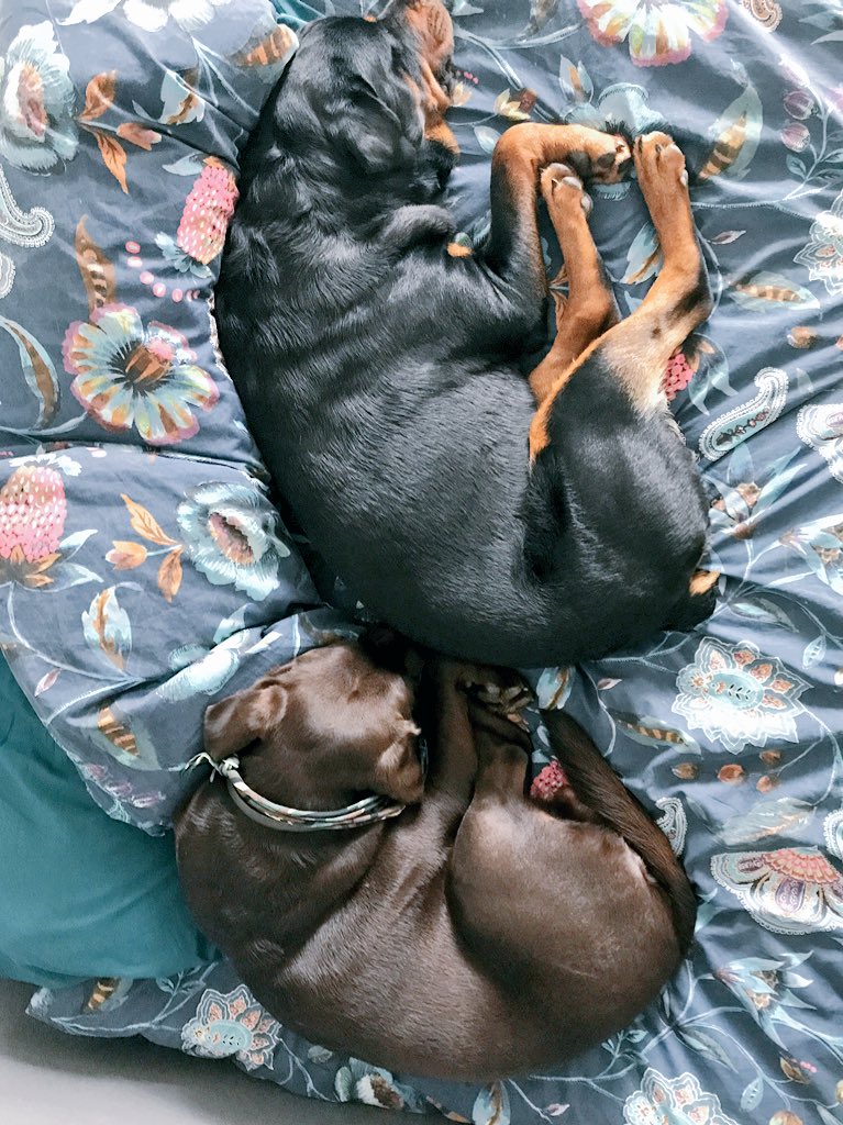 dropek_k's tweet photo. @lilyskitchen while they take over bed I sleep on the sofa! #itsnotloopy #Crufts2018 https://t.co/AtNnUQn72l