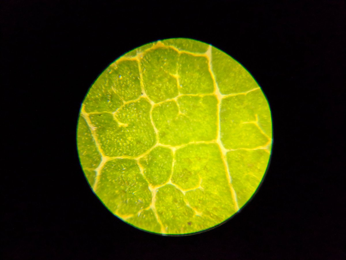 Investigating the Lotus Effect - starting with phenomenon then Claim, Evidence, Reason NGSS Leadership Network <a href="/VenturaCOE/">Ventura Co Ofc of Ed</a> with <a href="/nathan_inouye/">Nathan Inouye</a> &amp; <a href="/ChevalierCrew4/">Ellen Chevalier</a> #modeling for <a href="/OfficialNGSS/">Next Generation Science Standards</a> <a href="/oakparkusd/">Oak Park USD</a> <a href="/NGSSphenomena/">Phenomena</a> <a href="/NGSS_tweeps/">@NGSS_tweeps</a> <a href="/philiplbell/">Philip Bell</a> @Ted_NSTA <a href="/kck_OVHS/">KCK</a>