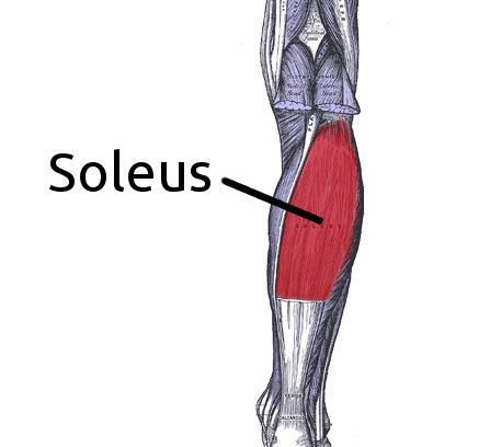 ContactOptimal's tweet photo. Suffering with calf pain but your normal stretches don’t seem to re-create your symptoms? Everyone knows about the gastroc but not always about the soleus because it attaches below the knee, it needs to be done different, if you want advice don’t hesitate to ask! https://t.co/ha7RS3MkoN