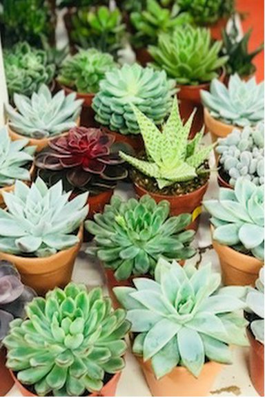Breathe a little easier at night. Super succulents not only look great but filter toxins out of the air &amp; actually produce Oxygen at night, so will help you sleep so much better!! Now available at Ackworth Garden Centre <a href="/AckworthGardenC/">AckworthGardenCentre</a>