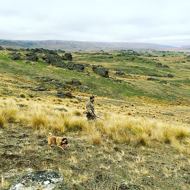 JSilkstone's tweet image. Hunting with the hound. Every day we get up in the hills is the best day ever. #adventuretime #hikingwithdogs #huntingwithdogs #nzmustdo #newzealand #centralotago #atacs #camouflaged🐶🇳🇿🏔
