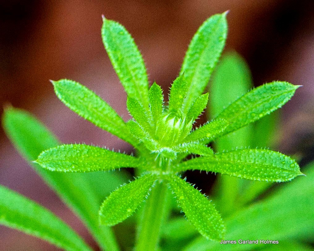 Houston Arboretum on Twitter "Did you know that this