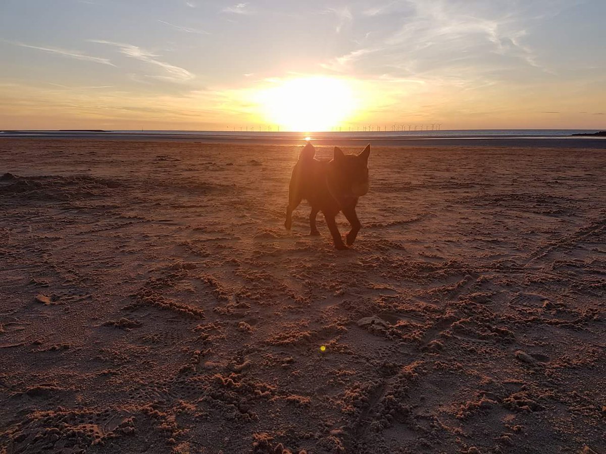 dan_gforce's tweet photo. Baxter the schipperke pom cross bounding around the beach! #Crufts2018 #dogsoftwitter #dogsarelove #beachdog https://t.co/Vwxtl3j6r2