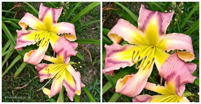 BloomingSecrets tweet picture