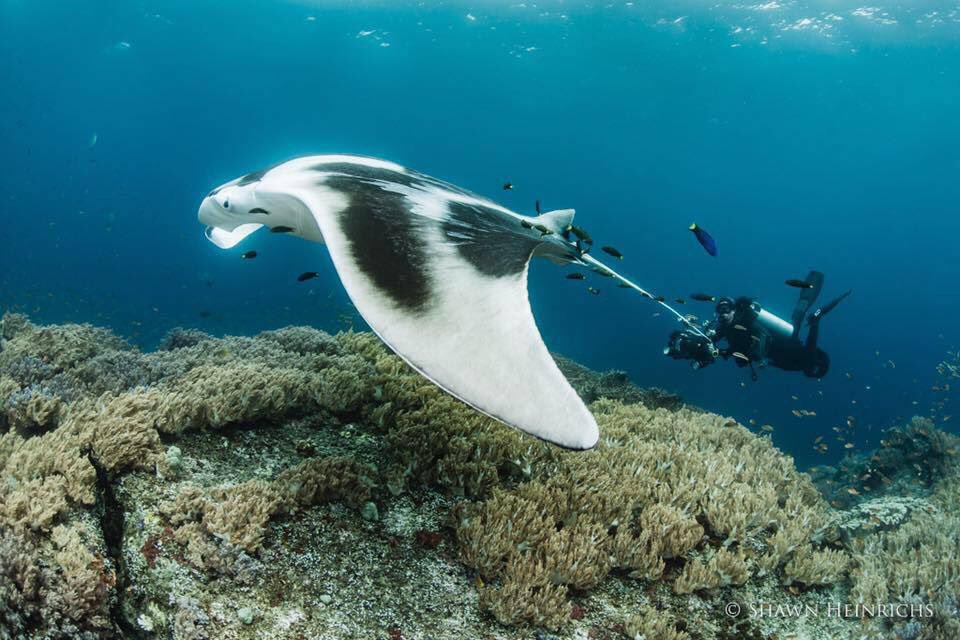 Today we pay tribute to all the women fighting on the frontline to save our planet's wildlife. 🧜‍♀️ #WomensDay #TurningTheTide #RacingExtinction