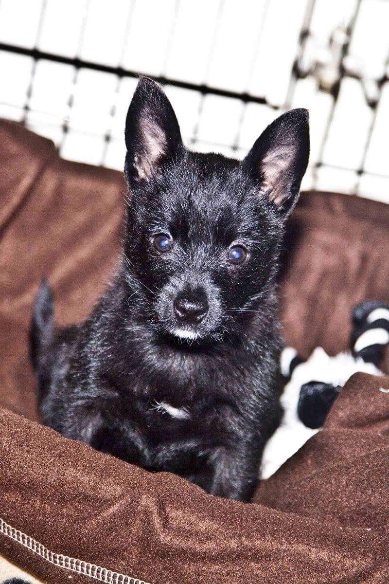 dan_gforce's tweet photo. Baxter when he was a puppy! #cruftsscreen #Crufts2018 #dogsoftwitter #doggy https://t.co/6jIvOwjp5F
