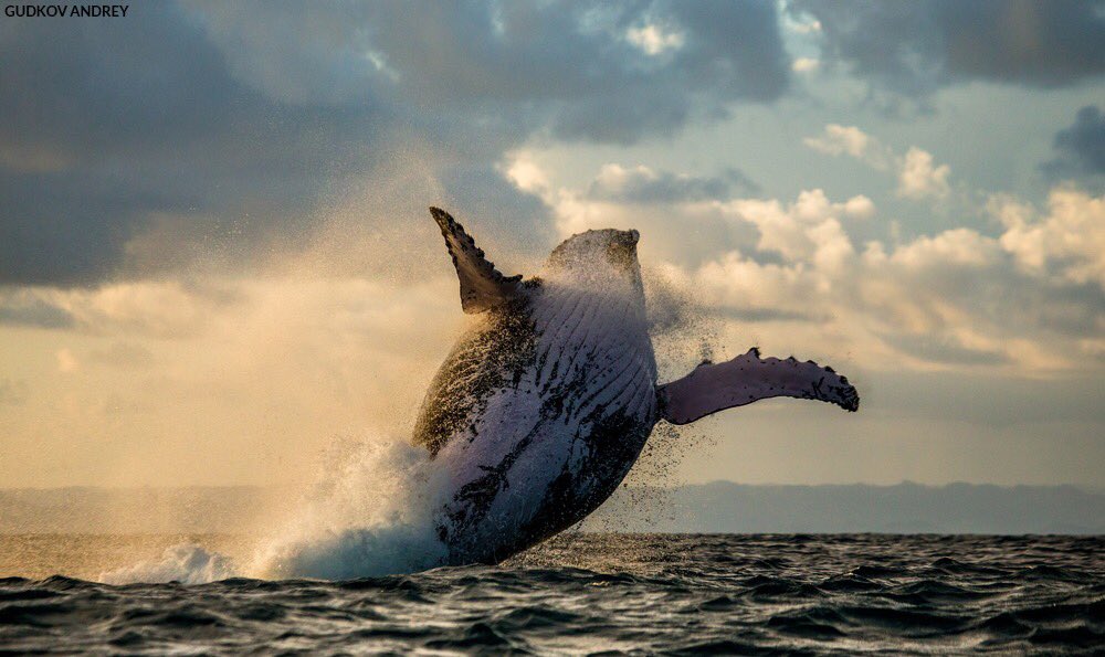 oceana's tweet photo. Now it's your turn to speak up: Tell President Trump and Secretary Zinke: No new offshore drilling before our oceans, marine life and communities pay the ultimate price. https://t.co/NLDTjRGOXv #ProtectOurCoast https://t.co/knZdoX5JlY