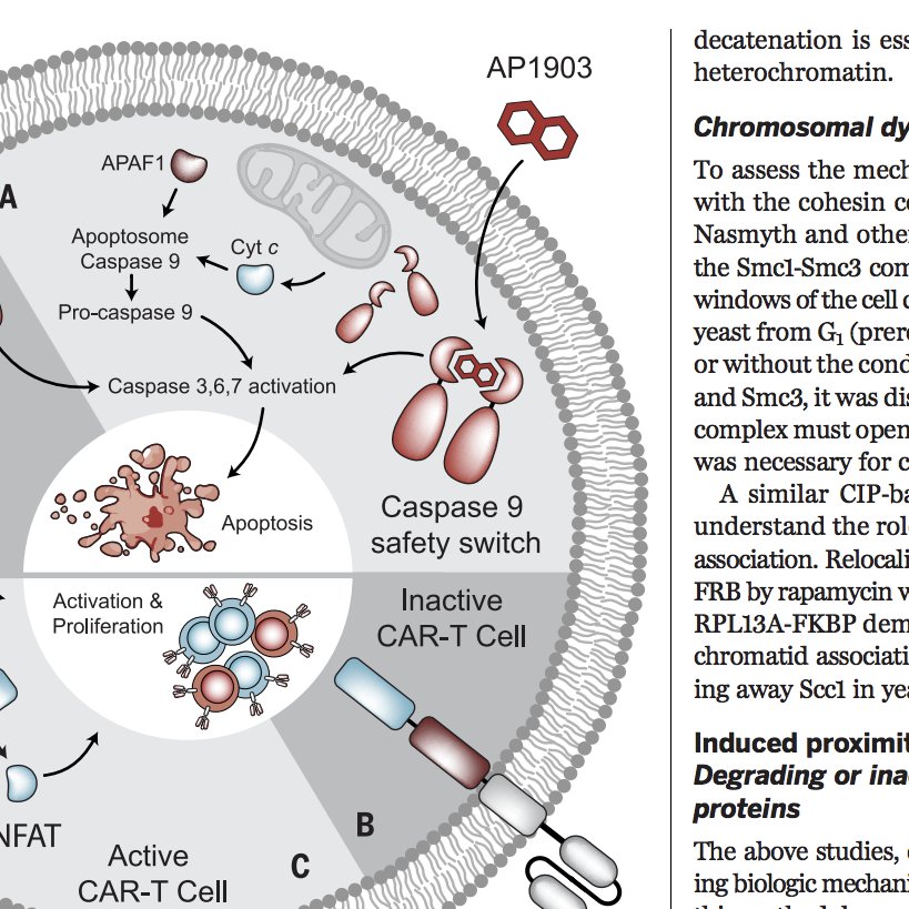 My first review is out in this week's issue of Science (!) on the past, present &amp; future of chemical dimerizers in biology and medicine. Amazing experience writing with Ben Stanton. We hope you'll read, share &amp; enjoy! <a href="/sciencemag/">sciencemag</a> science.sciencemag.org/content/359/63…