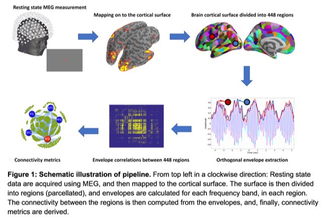 <a href="/RealBrainTC/">Brain TC</a> (1) Resting state networks are mediated by different brain rhythms. Beta rhythms are often associated with top-down processing. Gamma rhythms are often associated with bottom-up processing. We used graph theory to examine rhythms specific network maturation in ages 7-29. #brainTC