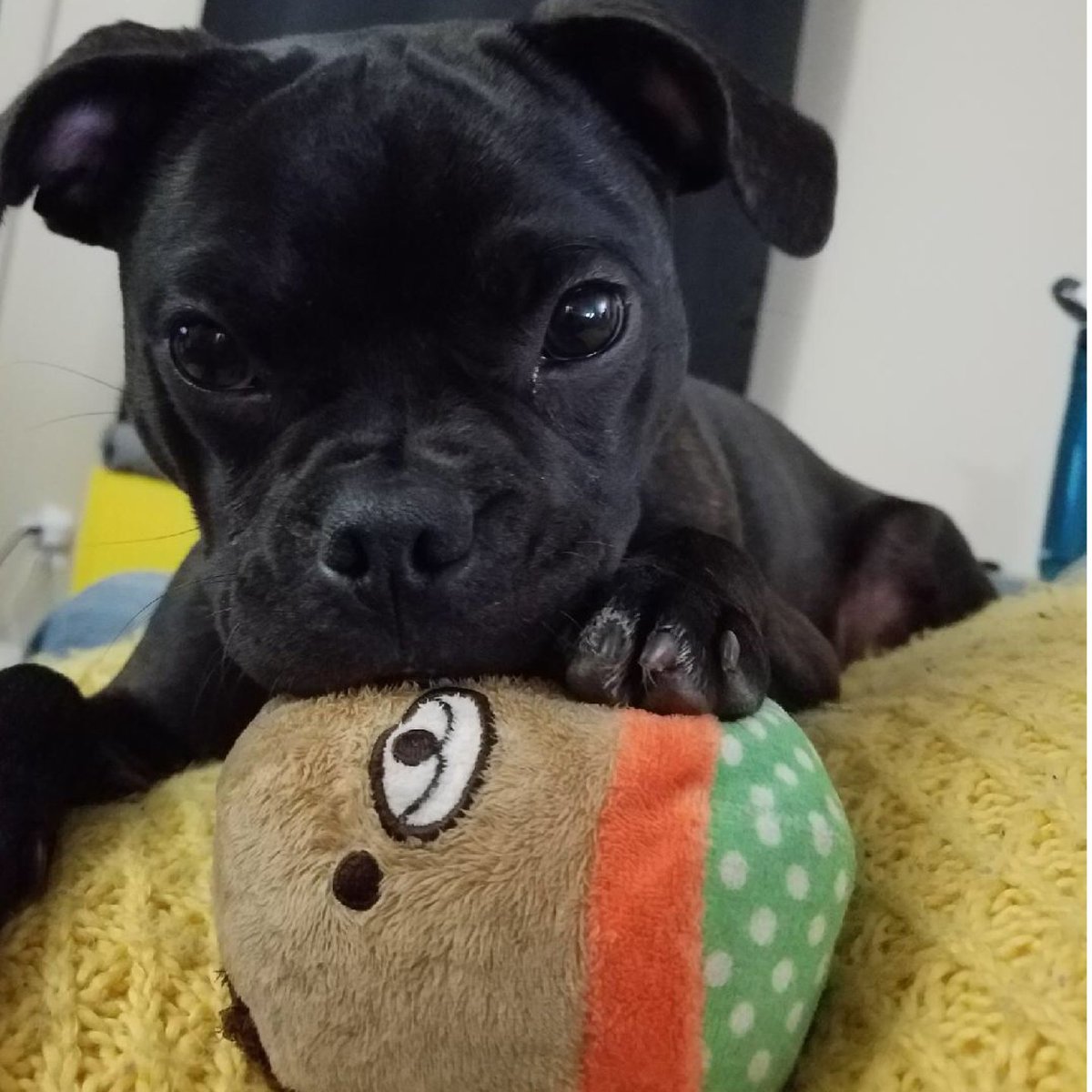 “Noir is loving  her new favorite toy” from wagsandwhiskers.com 🐶 Get yours today and snag Free Worldwide 🌍 Shipping for a limited time! #dogtoy #puppy