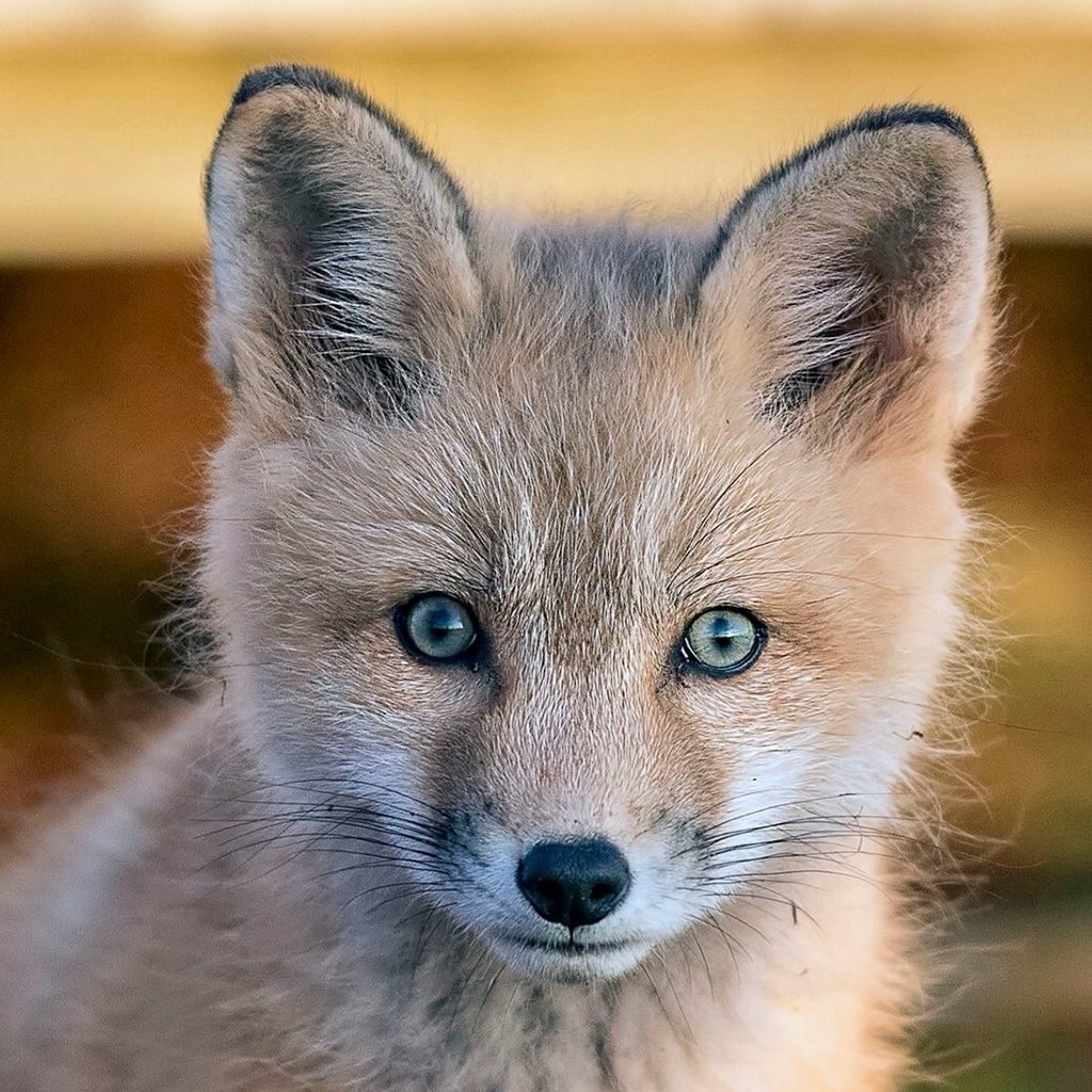 stclairmac's tweet photo. That baby face!! Cute #AnneofGreenGables #foxes #tourismpei #pei #noisepei #wecomepei #truepei https://t.co/MCJMVOF1zW