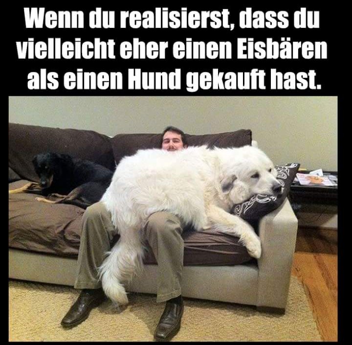 German_MCB's tweet photo. vielleicht=perhaps
der Eisbär=polar bear 
kaufen=to buy, p.p.=gekauft https://t.co/dFWcfW7ceK