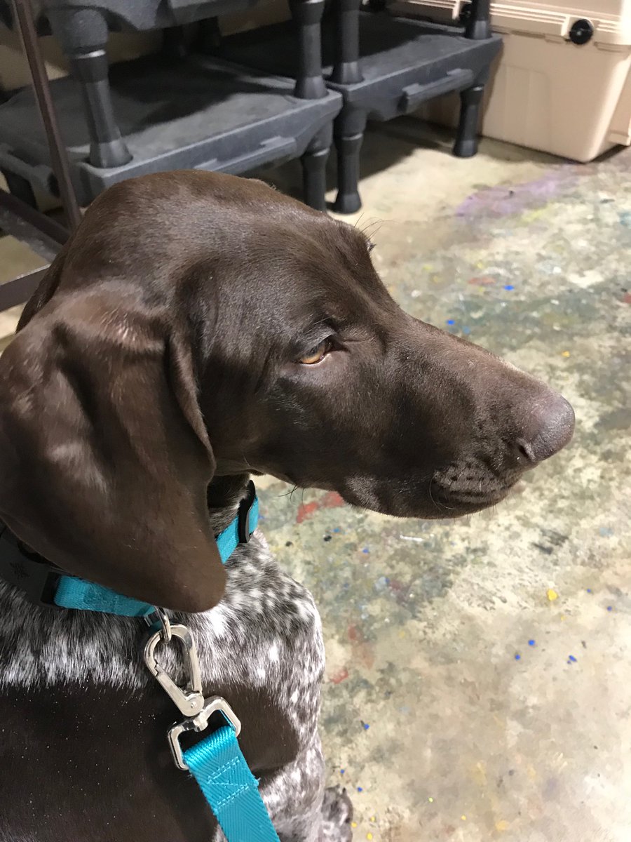 YourDogsHero's tweet photo. Seriously awaiting permission to go play! https://t.co/YdlZ1J7kjA
