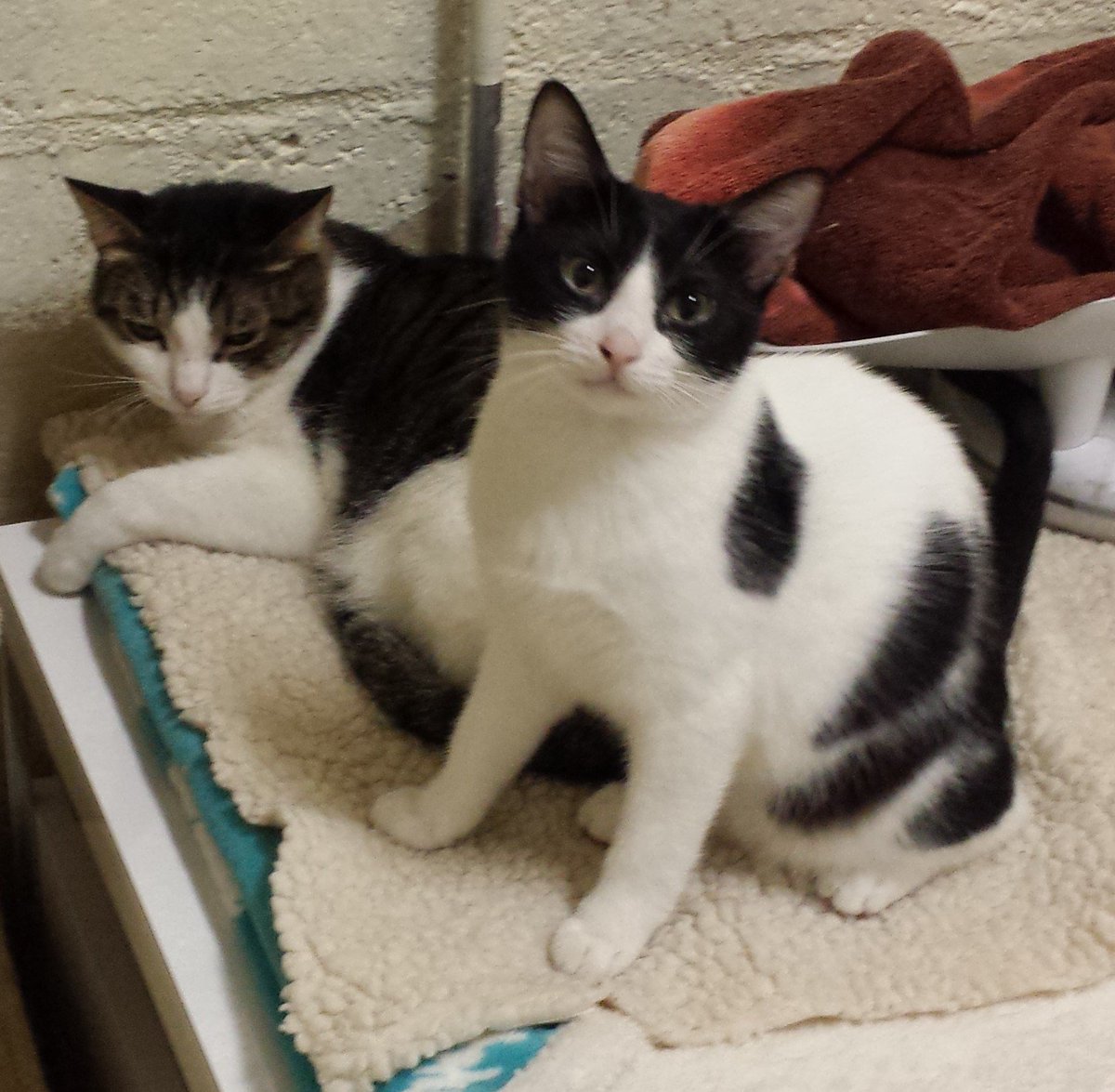 CatCafeSanDiego's tweet image. Thinking about firehouse #cats ? Take a break from #fhworld18 @FirehouseWorld and see if one of ours will do well in your station. From @SDConventionCtr cross Harbor at 1st, turn right on Island and walk to 3rd. Your $6 admission includes a food or drink item and this cuteness