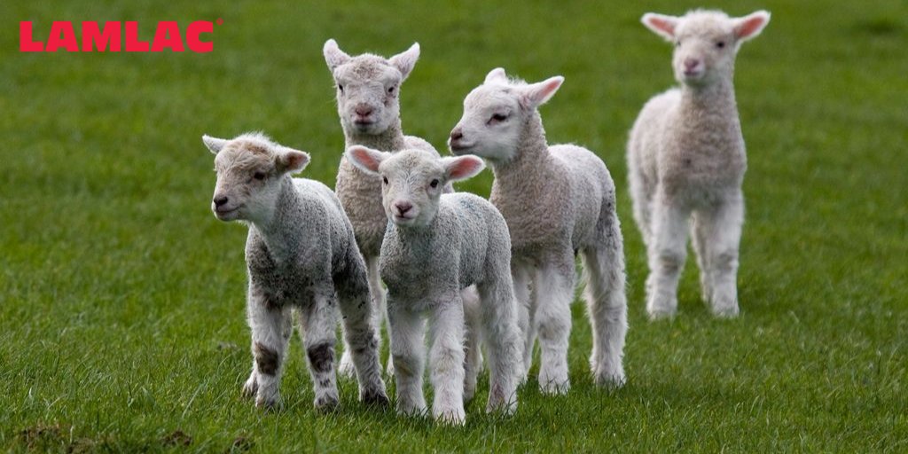 lamlacvolac's tweet photo. Have you been keeping an eye on our Top Tips for artificially rearing lambs this week?
#TOPTIP4: Group size: have a maximum of 25 lambs per pen. Keep similar age and size together. #Sheep365 #Lambing18 #TeamSheep #Farm365 https://t.co/e3ijWhkLn2