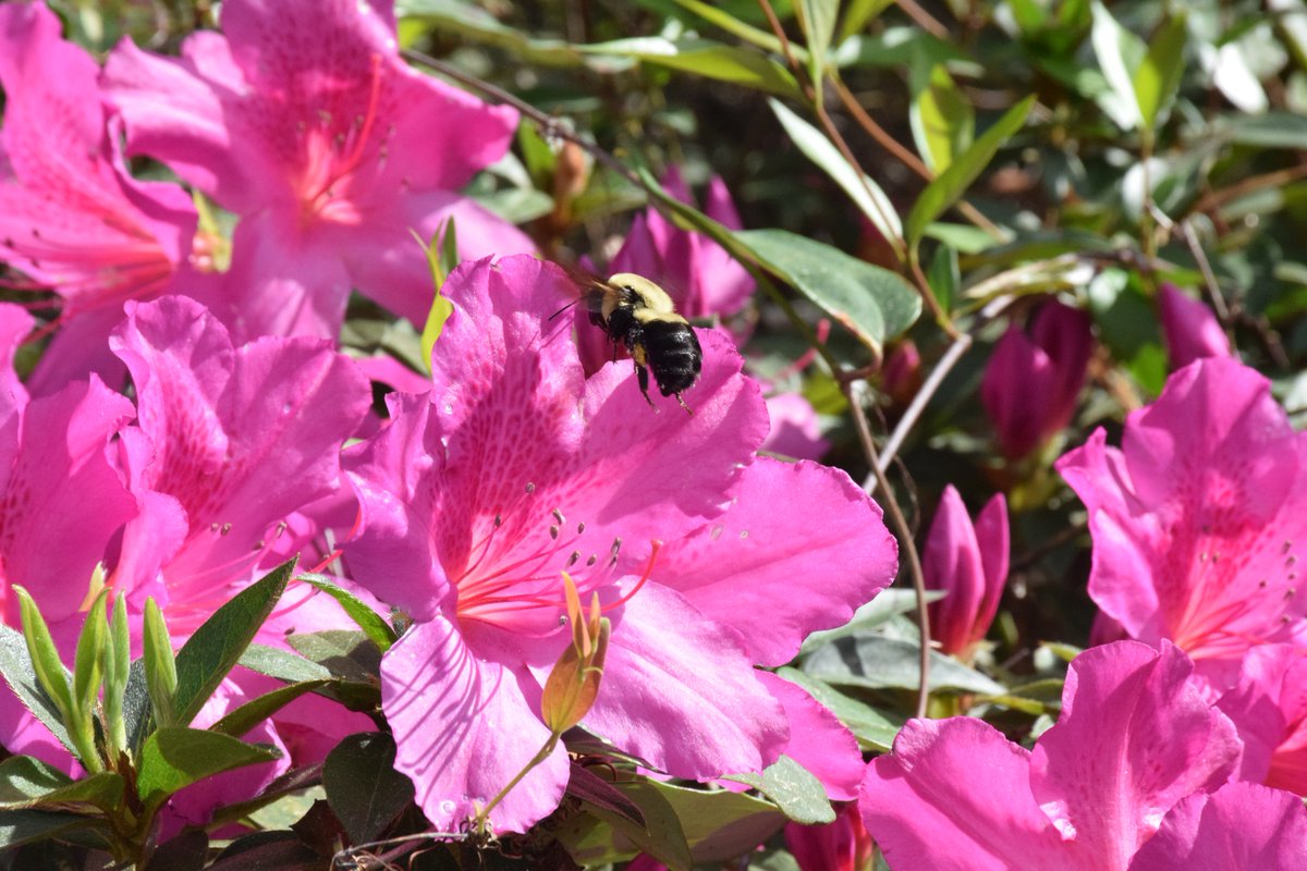 FGCollege's tweet photo. Spring is in the air, and the azaleas are in full bloom.

And FGC Spring Break 2018 starts tomorrow!

Everyone have a safe and relaxing break. We'll see you back at FGC on Monday, March 19. https://t.co/Kc7eMBVXOR