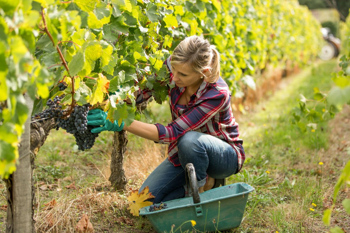 newdistrictwine's tweet photo. For #InternationalWomensDay 2018 we're celebrating women in #wine from Naramata to Lillooet, Champagne, California, and Chile. Take a look at these short stories and wines - all made by wonderful women! https://t.co/b1kicZe1XP #iwd2018 #womeninwine #winningwomen https://t.co/tCzwa0CinJ