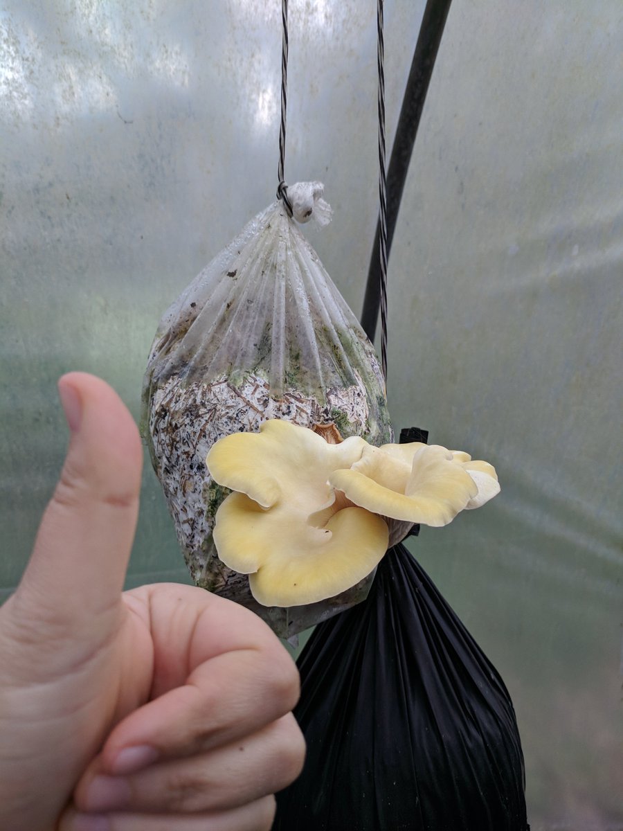 HomegrownJIFM's tweet photo. Whitemarsh Farm is Bloomin' & Shroomin' with #Truth and #Transparency! Our visit with farmer Kevin was outstanding. He is dedicated to growing a #QualityCrop using #OrganicMaterials and leaving a small environmental footprint. Check them out every Saturday only at JIFM.#locallove https://t.co/TvoudQQV0g