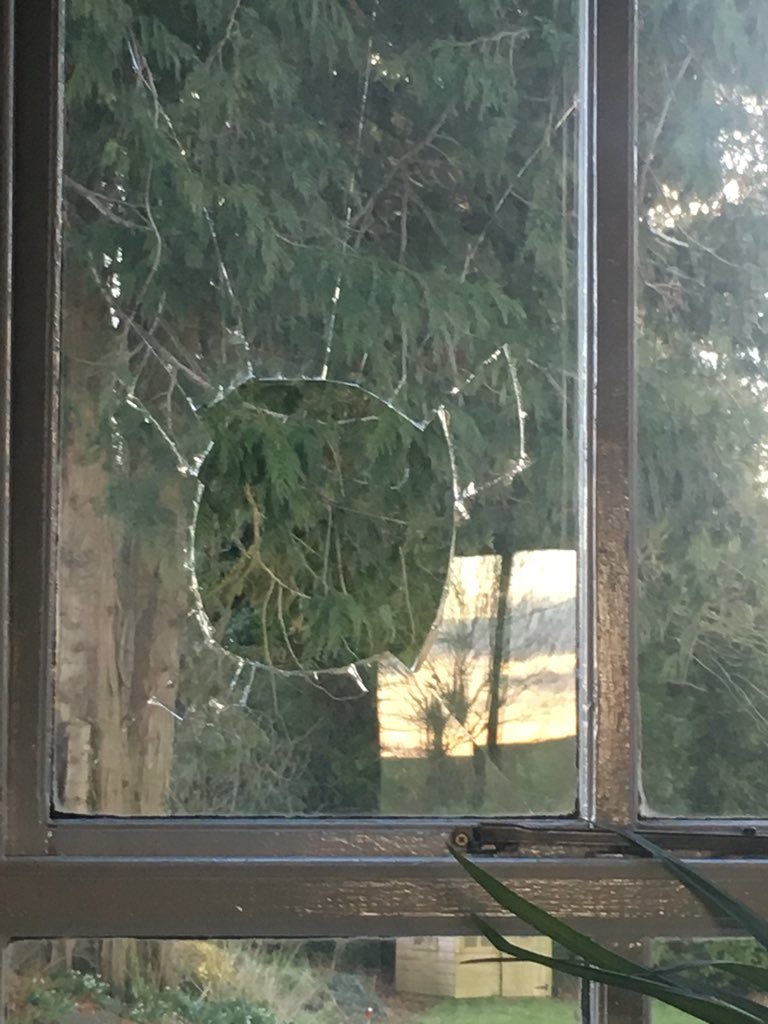 MagicofMusicIre's tweet photo. So l arrive home,pheasant in the dining room,hitting the window. Rescued successfully.Bird poop!How did he get in....🤔He’s all good. Window isn’t.😱He decided he wanted to #takeitinside @FertilityExpert @busybeaders2013 @tsnetwork_ie @tsnetwork_ie @1stEarlyEd @irishhealthhour https://t.co/ahtZqlBUh6