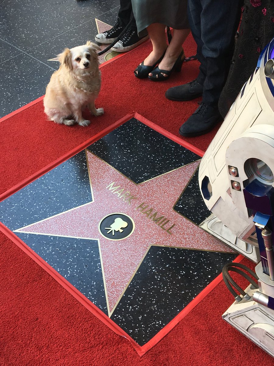 starwars's tweet image. Congratulations, @HamillHimself. #JediDay