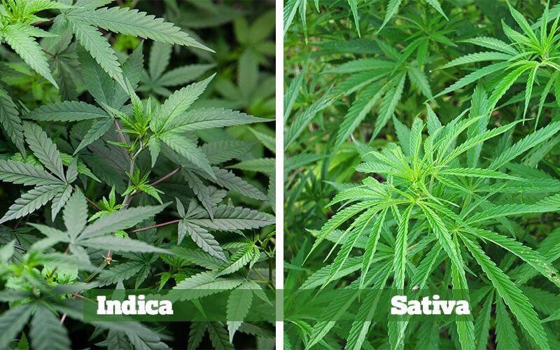 KooshBox's tweet photo. Indica: Fatter leaves and a great smoke before bed. Creates a body high affect. Known as a ‘Couch lock’.

Sativa: Skinny and long leaves which is great to smoke after waking up. It creates a stimulating head high affect. 

#KnowYourStrains https://t.co/rshscNsokR