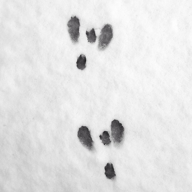 linda_fancy's tweet photo. Hop it, snow.  Enough already. https://t.co/q6V7AMdhbO