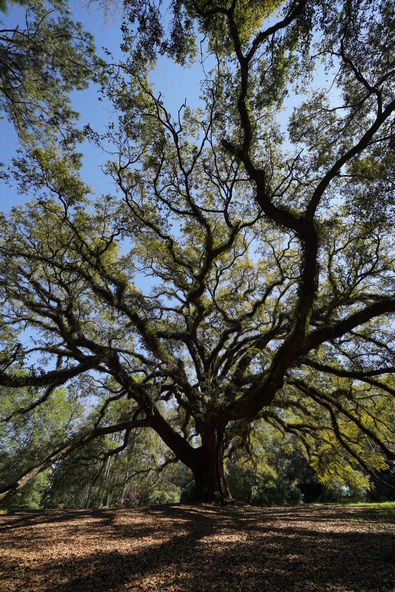 hecpara's tweet photo. Got to visit one of my favorite trees today!

#Lichgate #Tallahassee #LiveOak https://t.co/5EZISv6MOd