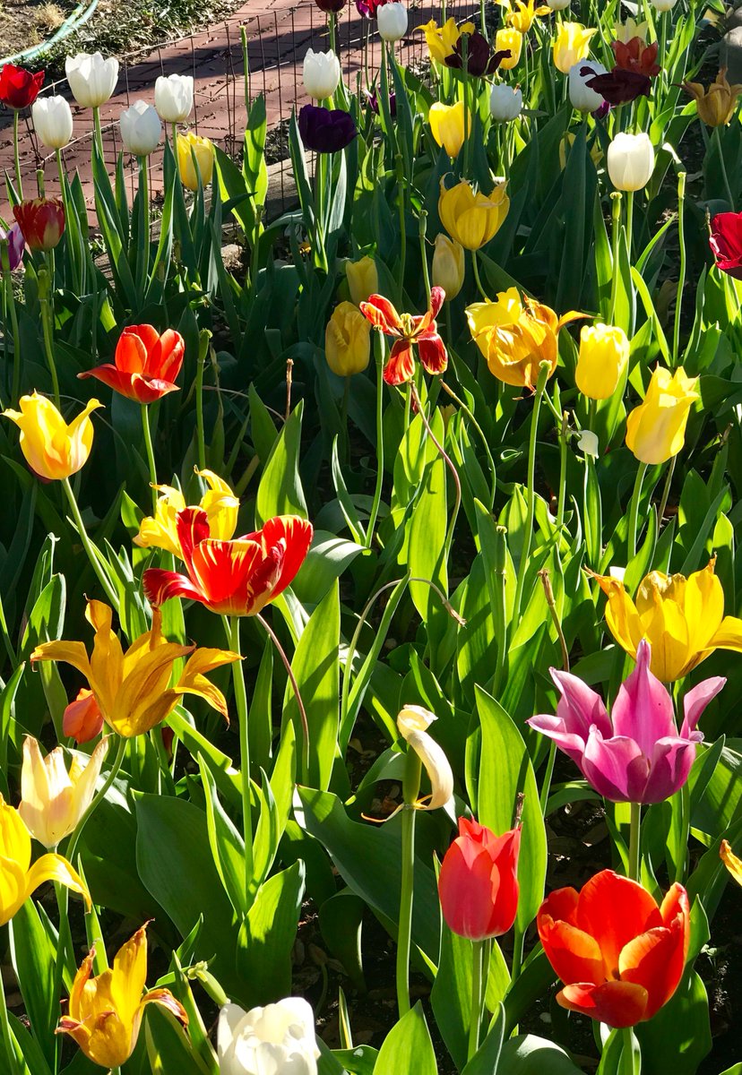 Just around the corner- a hero gardener plants beautiful tulips for her neighbors to enjoy. Lockhart is a wonderful town. #CFESPROUD