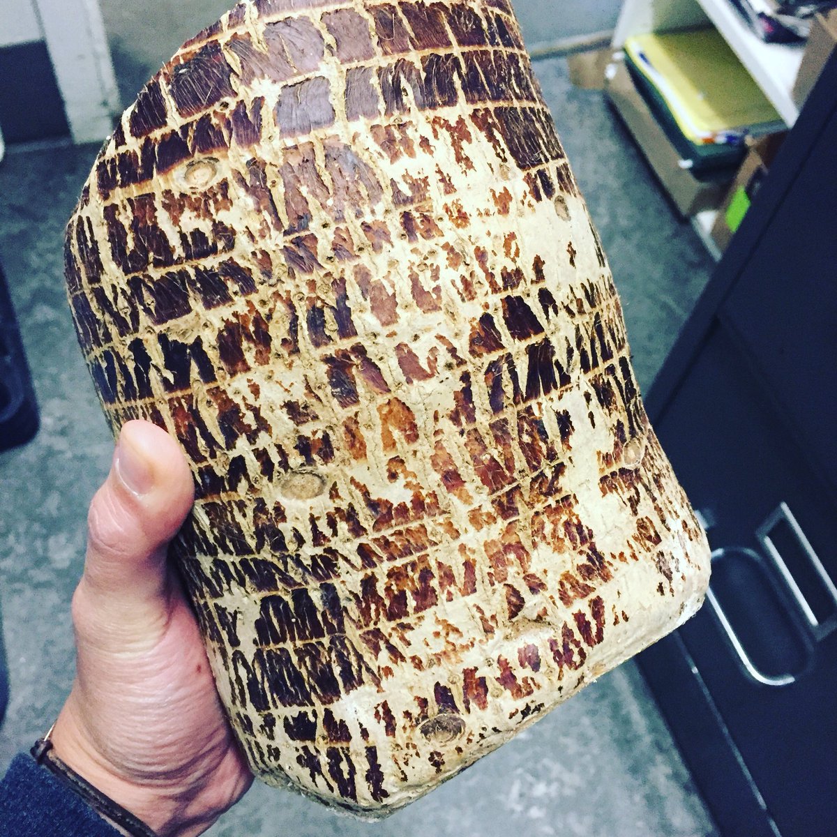 Sometimes you order 5 lbs of yucca to sell at  Village Market and 4.5 lbs is this monster. #goodfood #villagemarket #yucca