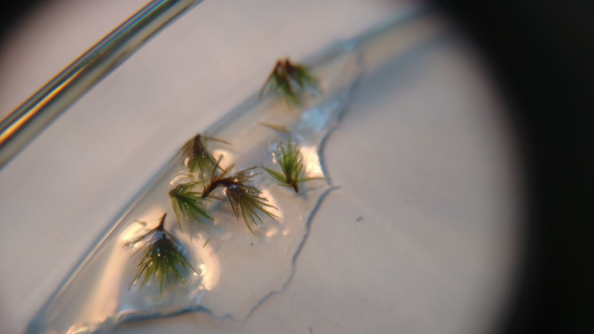 These little guys are a lot harder to clean than you would think! Looking forward to seeing what they and their colleagues will do from here. 😃 🌿🔬 #FulbrightPolska #Bryophytes #RestorationResearch