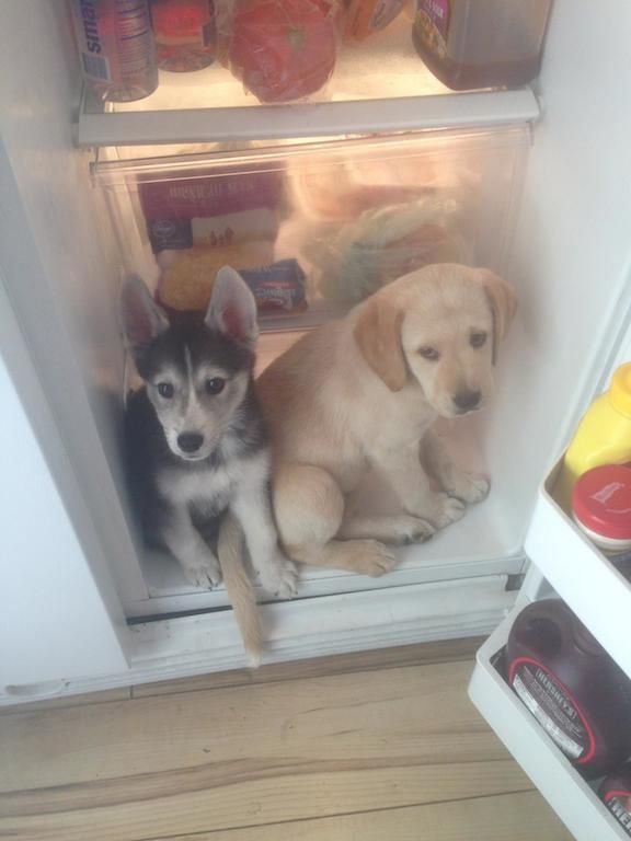 TribeCalledPets's tweet photo. It was hot outside. #pets #funny #dogs #cute https://t.co/1JQRDRlq4z