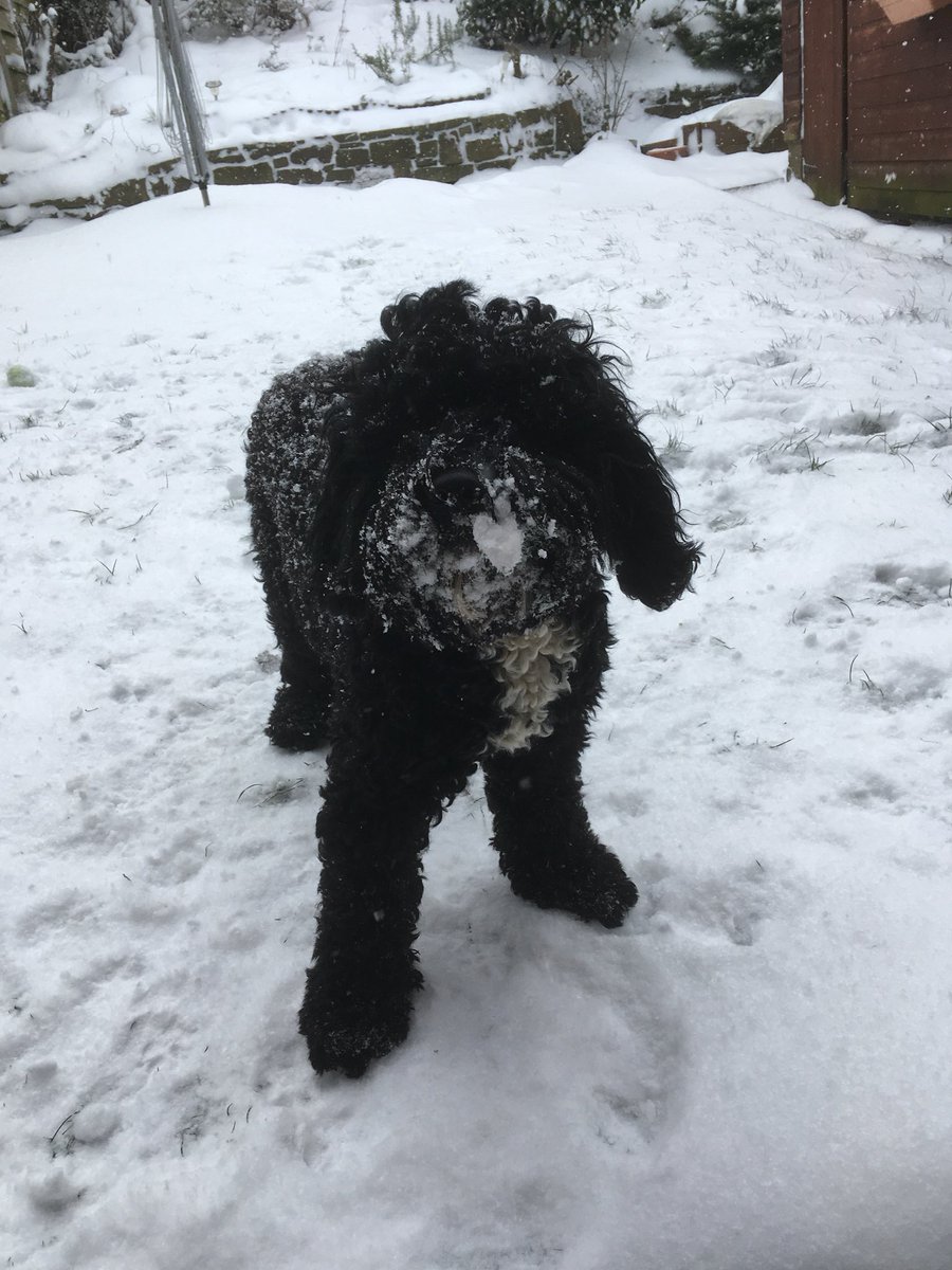 cool_cookies1's tweet photo. @Crufts Jack, my 9 month old cockapoo absolutely riveted by crufts!! https://t.co/VHRBo7D1n5