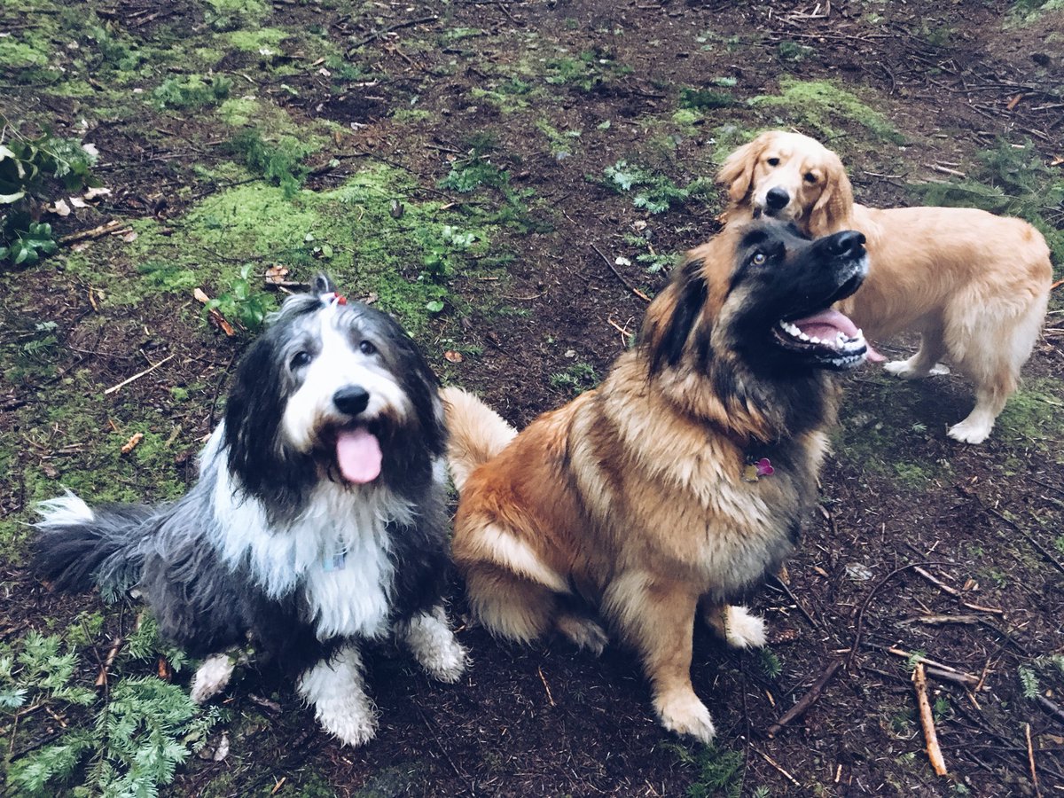 Happy #internationalwomensday from Qyper and her crew! She lives her best life and makes no apologies every day. 🐶💃🏼 #yvrdogs