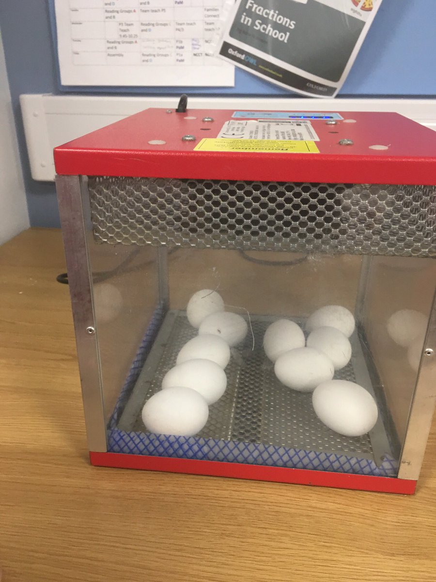 mcdonnell_mrs's tweet photo. Excitement levels were sky high in primary 1 and 2 today when our 10 eggs hatched 🐥 @ClydePrimary https://t.co/KZtuaxrjW9