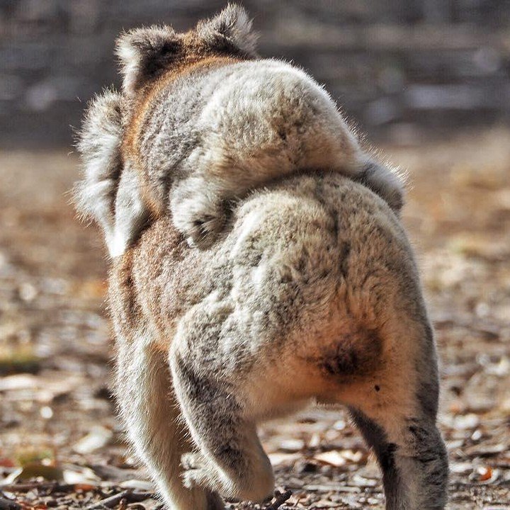 Australia's tweet photo. Happy Friday! Here are this week's favourite fan photos 🎉https://t.co/x21xi1rvhl https://t.co/v6yDnPGBXu