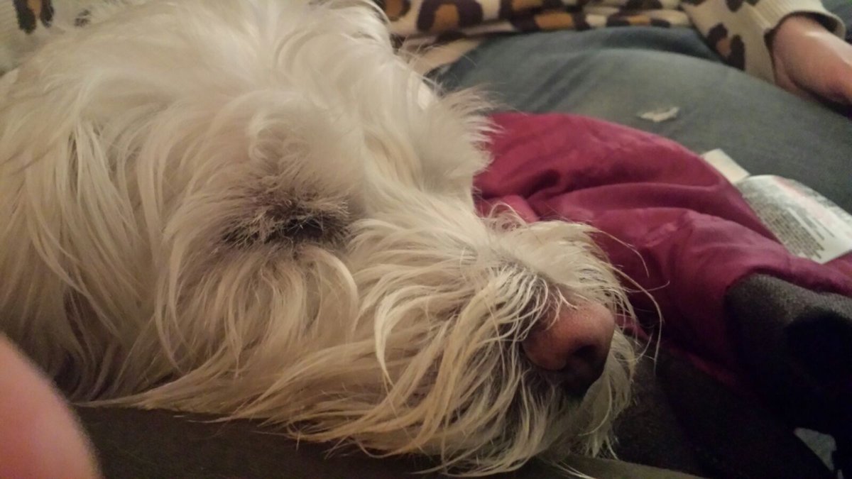 ernpup's tweet photo. Crufts, pub, zoomies, cake and a chicken dinner.... safe to say I've had a good birthday 😁🎂🎈🎉 #iamthree #luckypup #spoiltboy https://t.co/dGrqH3yrJI