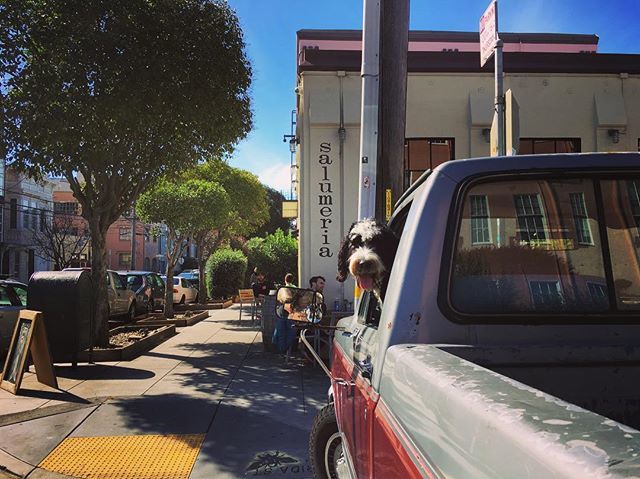 salumeriasf's tweet photo. Sunniest block in the city? Pepper the doodle thinks so! https://t.co/63wX4hLxj5 https://t.co/C2YtLoIohT