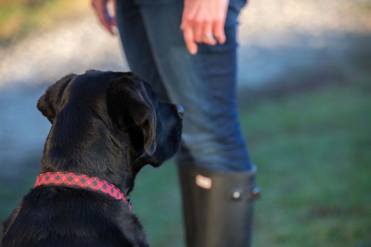 beltedcow's tweet photo. Your dog deserves a new collar. Shop our spring pet sale and save 15% with LUCKY. 

https://t.co/SKKRIBEbQf https://t.co/Ycnie5KrNa