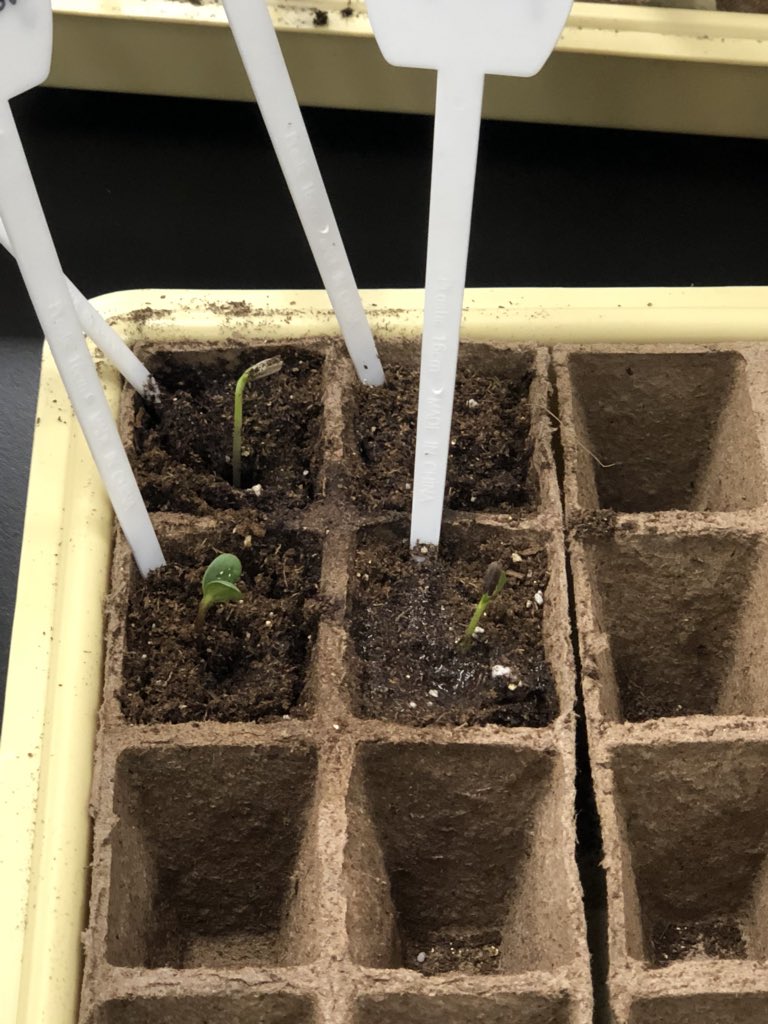 Agriculture is science in action!!!!  #FISDAgDept #TrailBlazerAg #Growing #Planting #learning #STEM #Horticulture