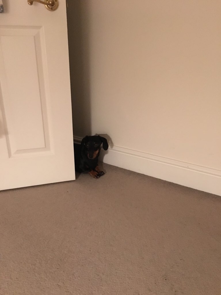 christinalarss's tweet photo. @kplunketthogge @fredhogge @joefattorini And to me ❤️ and to Mr Dino @dinodachshund who is every night waiting for you to come home between the hallway and bedroom 😍 https://t.co/DjOtbeUHiS