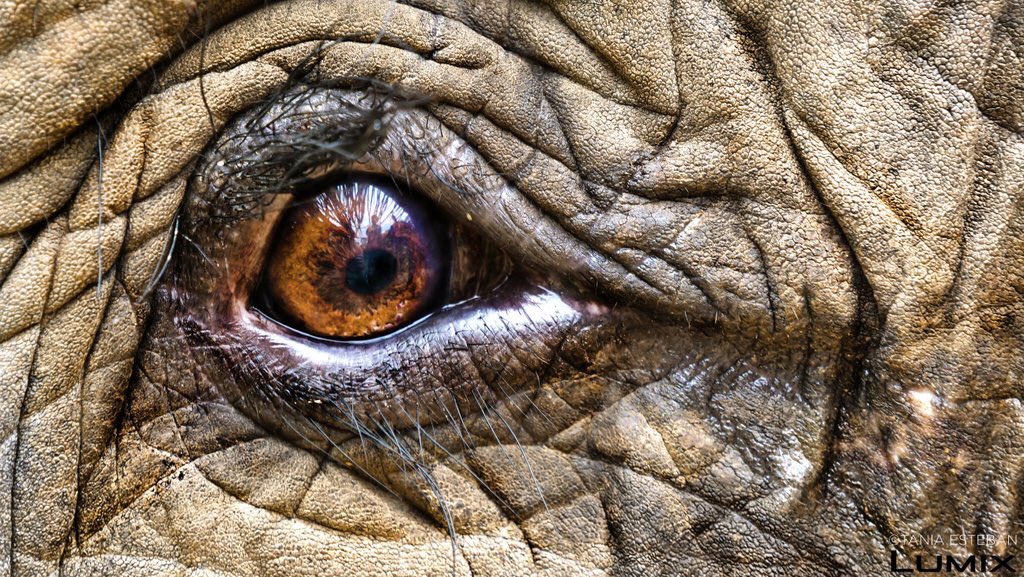 _AnimalAdvocate's tweet photo. Non-human #animals have all the same #senses we do but to our eternal #shame, their senses only smell #fear, taste #pain, touch #torture, hear #despair and see us.

If your eyes are open, you must see the sense of #AnimalRights🐾💞

#BeTheirVoice🐘

@Protect_Wldlife
@RickyGervais https://t.co/JwpadGBADn