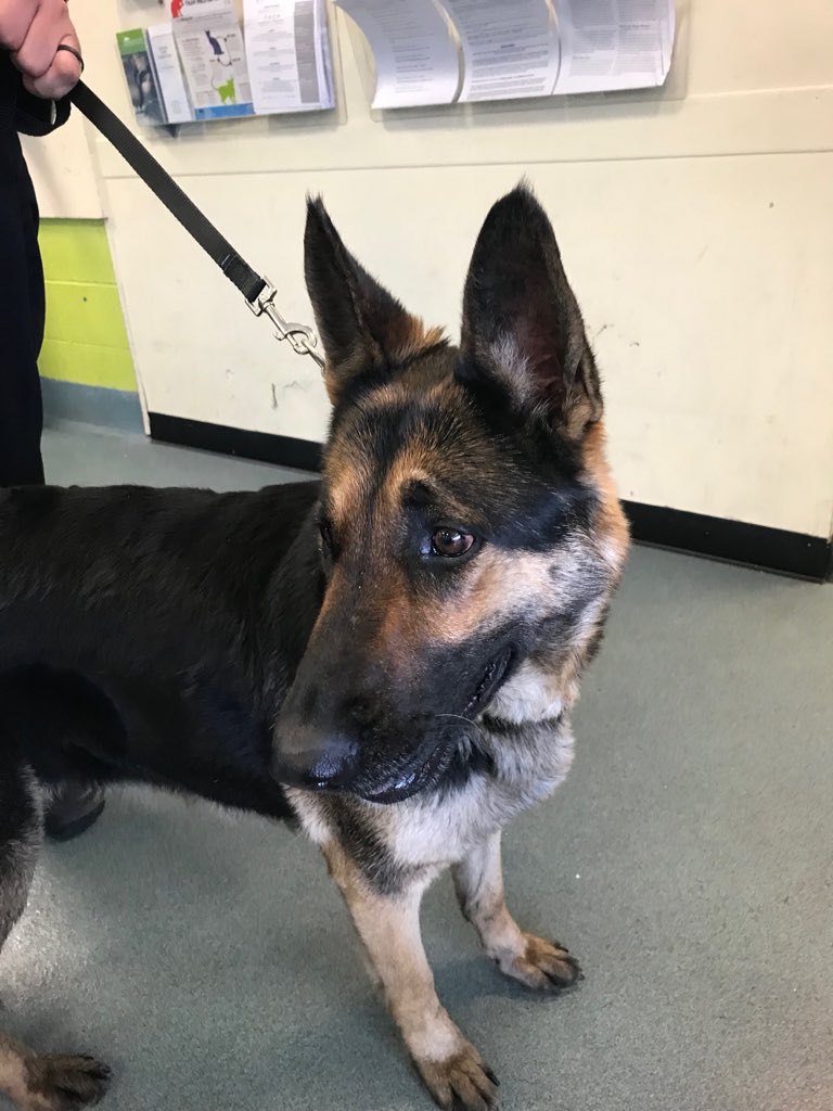 2336 linden blvd animal shelter