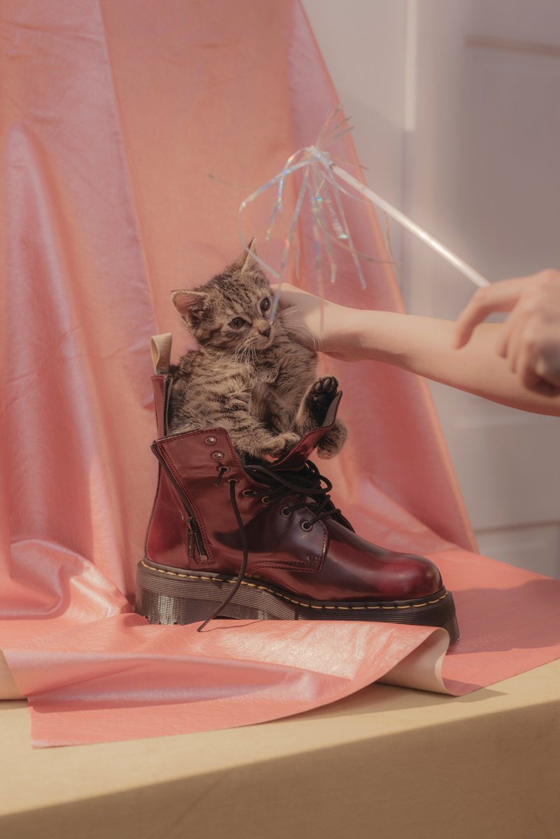thefader's tweet photo. Foster kittens and vegan shoes. That’s it. #FADER112 https://t.co/0KnGLcdQ09 https://t.co/jwI4JV6YwW
