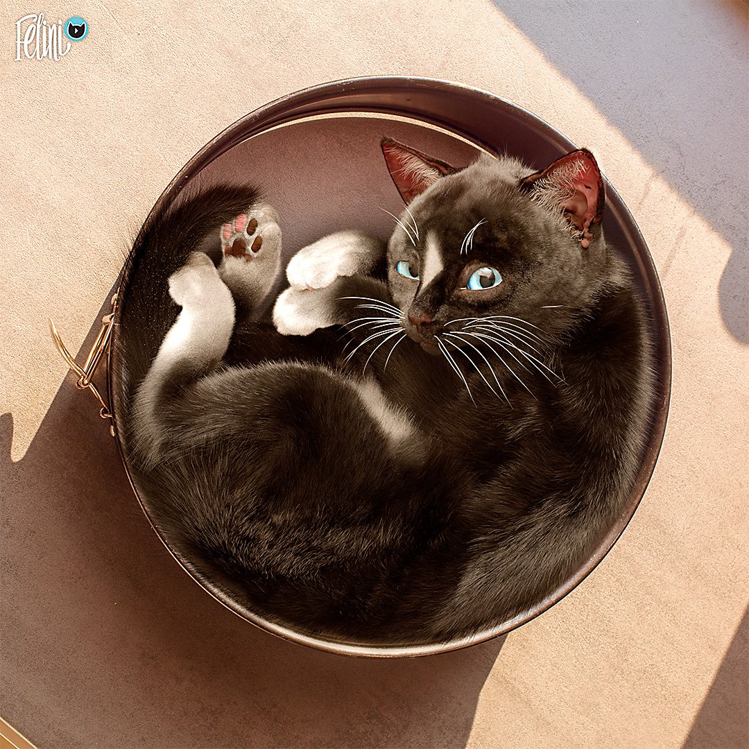 FeliniRocks's tweet photo. Is your cat more the round cake or the loaf of bread type?
.
.
.
See Felini's full resolution videos and pictures at https://t.co/ArIbMDirXf 😽
.
#funnyCats #Felini #catCake #bakingDish #kittyCake #かわいいねこ #猫部 #gatos #แมวน่ารัก #Смешнойкот #cuteCats #cats #bakingCat #funny https://t.co/9renbpUFfS