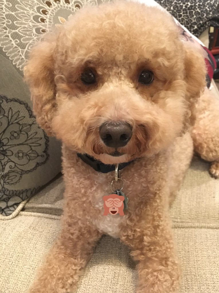 CenaSison's tweet photo. Mom decided I needed a trim, how do I look? #cockapoo #dogsofinsta #dogsoftwitter @NetPetrage @photogenic_dogs #thurstale #ThursdayFeeling #Dogs https://t.co/XuIcPvlLeX