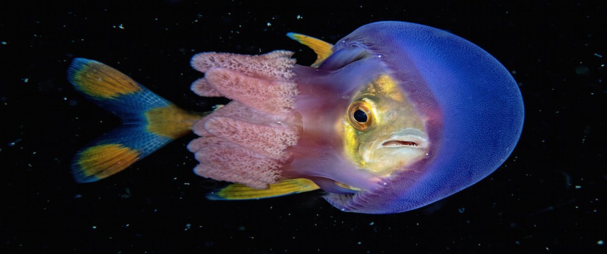 47 Stunning Photos From 2018 #Underwater Photographer Winners  ow.ly/6g2R30iOXaE RT <a href="/OceanChampions/">Ocean Champions 🦑</a> via <a href="/azula/">Azula</a>