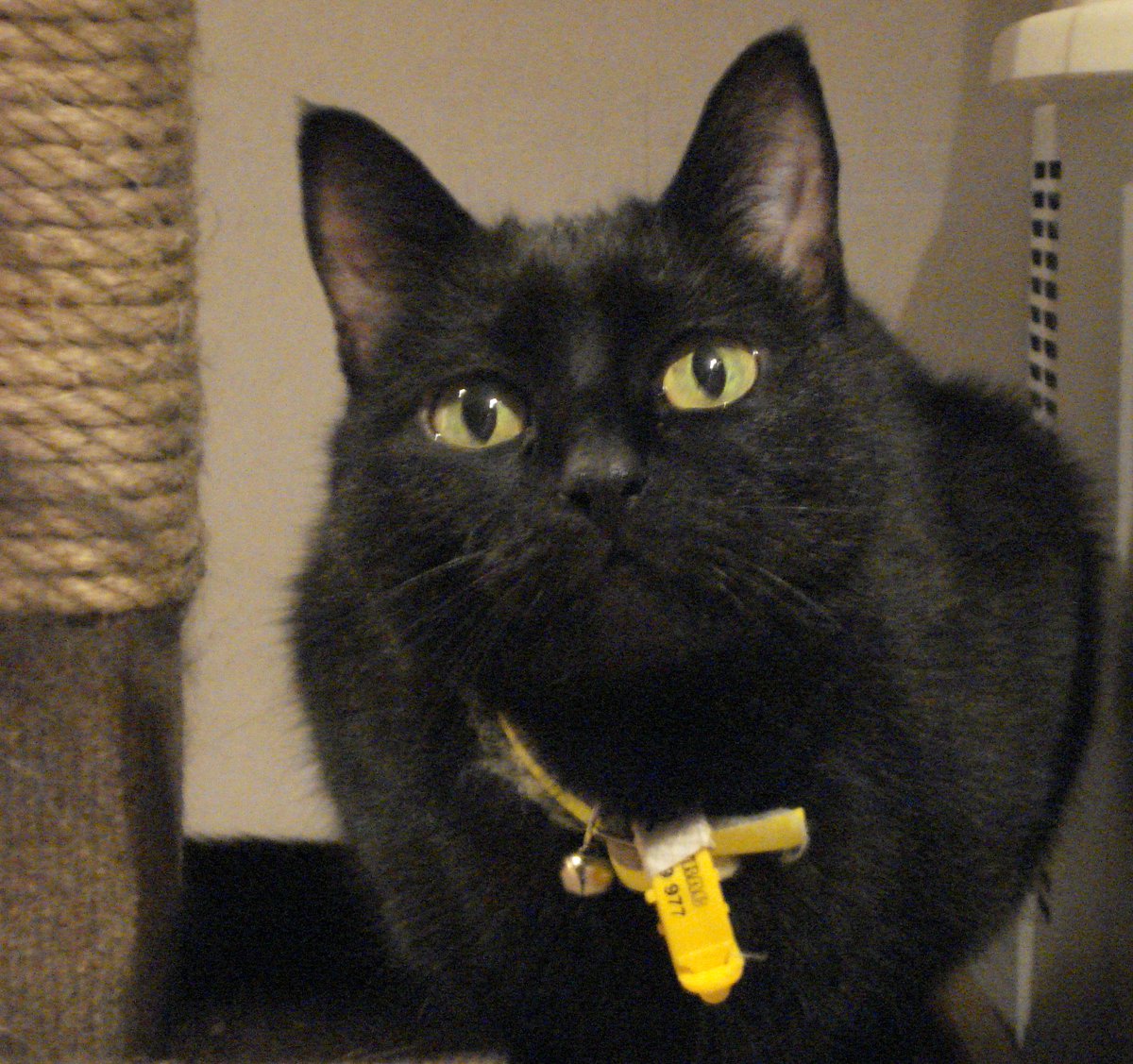 We ALWAYS have lots of black cats needing new forever homes.  Email jan@farplace.org.uk for an application form if you might be interested